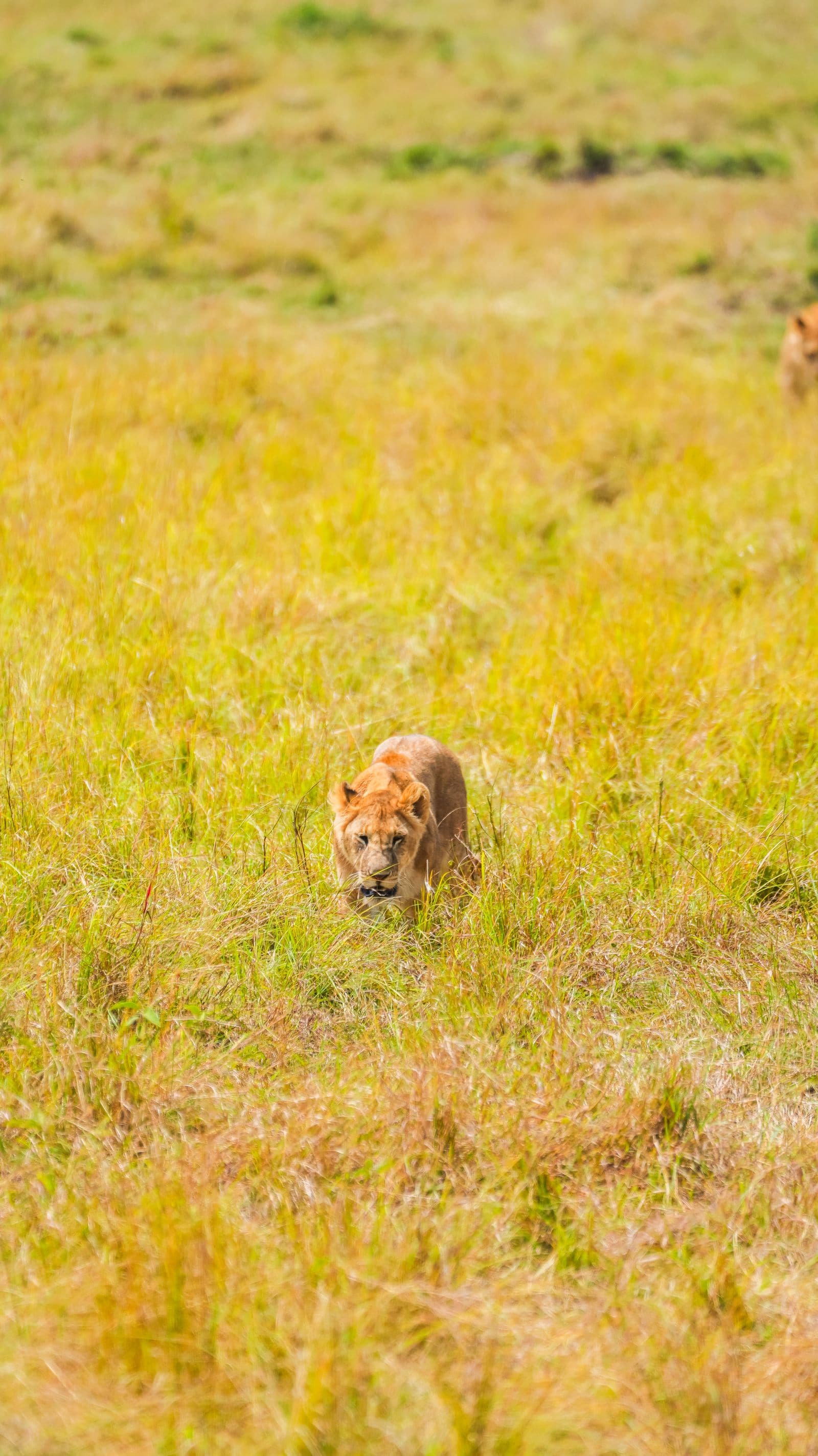 Kenya Safari